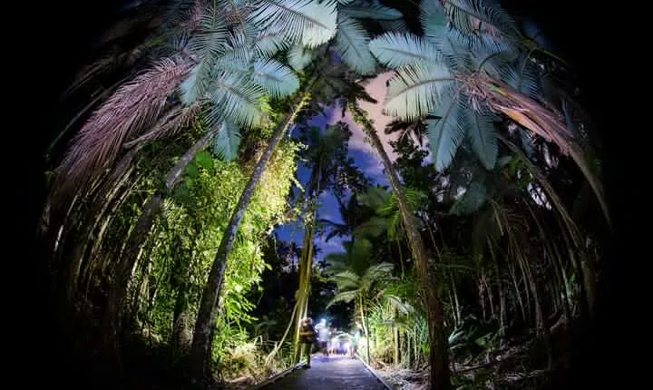 Night Walk in Cairns Botanic Gardens - Let's Go Buggin