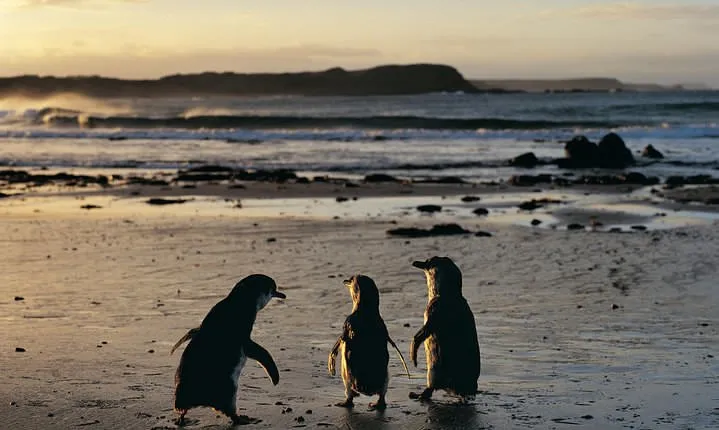 Phillip Island Penguin Parade Day Trip with Koala Conservation Reserve Visit