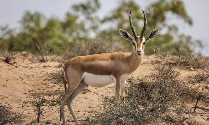 Explore Agadir wildlife national park safari with lunch & pickup