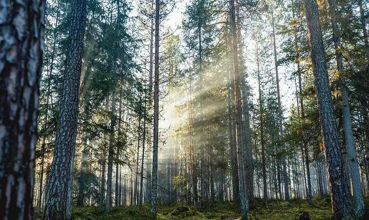 Explore the Wilderness (Summer & Autumn)
