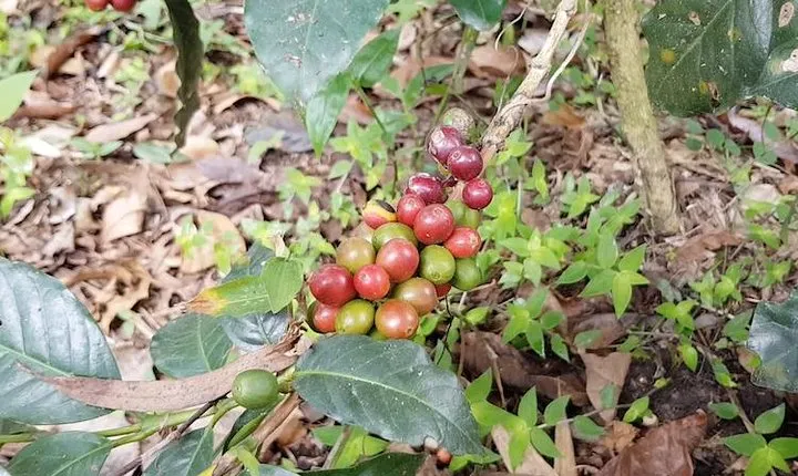 Hacienda Coloma Coffee Day Tour in Fusagasugá from Bogotá