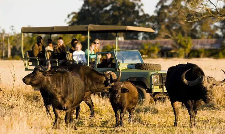 2-Hour Game Drive at the Plettenberg Bay Game Reserve