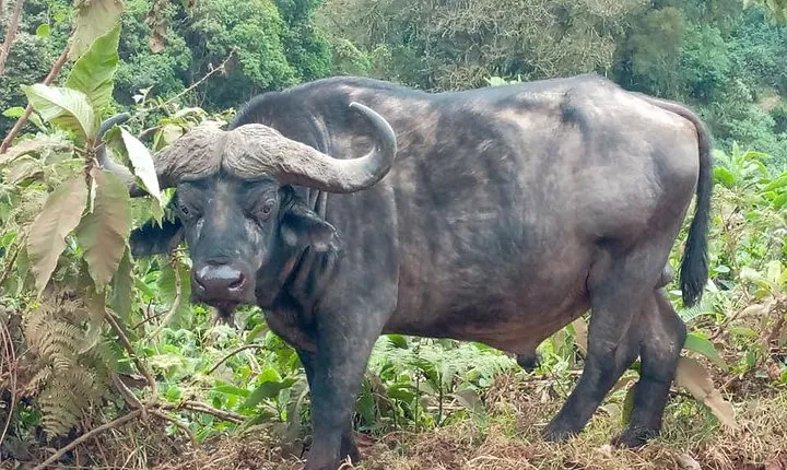 Ngorongoro Day Trip From Arusha / Kilimanjaro