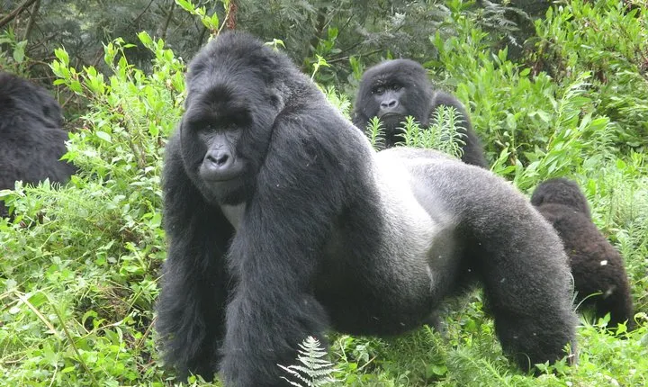 8days Mountain Gorillas Chimpanzee Treks and wildlife safari