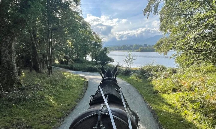 1 Hour Guided Carriage Tour in Killarney National Park