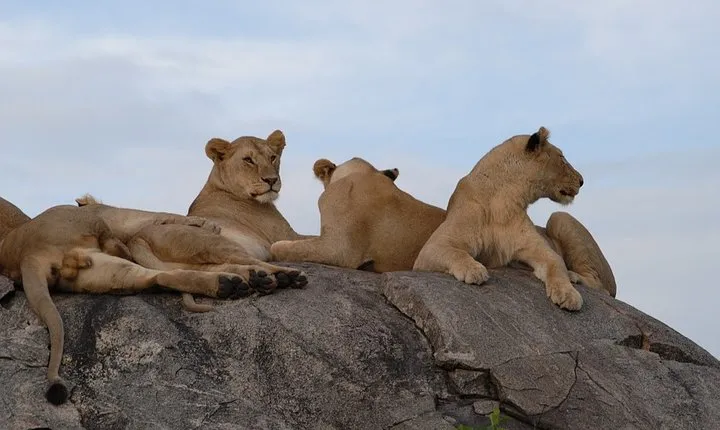 4 days Serengeti and Ngorongoro Crater Tanzania Tour