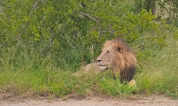 Kruger Park Safari from Maputo 