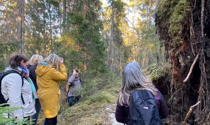 Wolf and Wildlife Tracking in Sweden