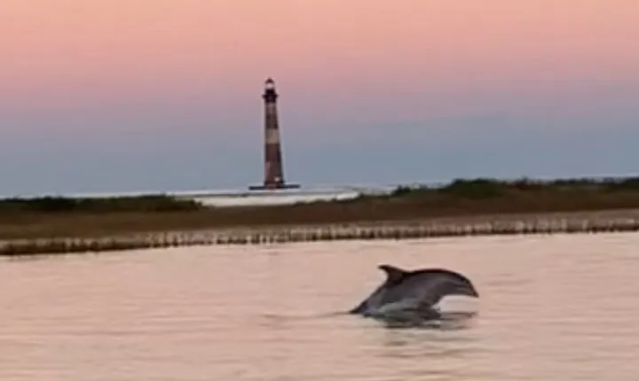 Private Salt Marsh and Dolphin Adventure (up to 12)