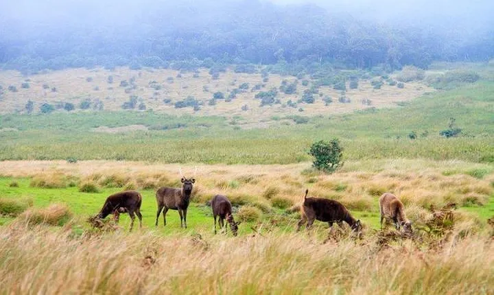 Horton Plains National Park Tour From Nuwara Eliya With Holiday Walkers Srilanka