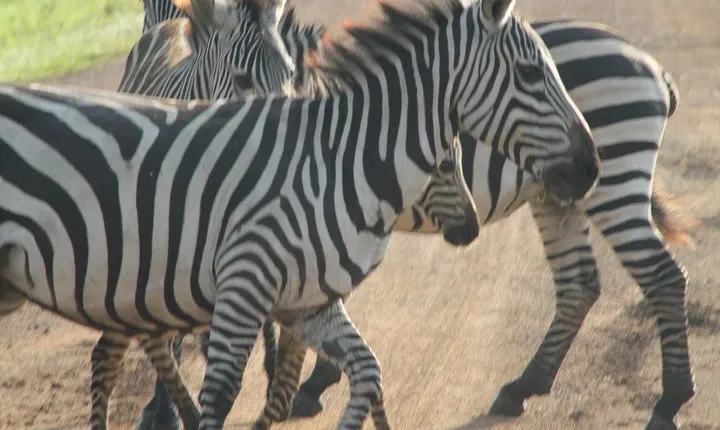 11-Day Uganda Wildlife Adventure Safari