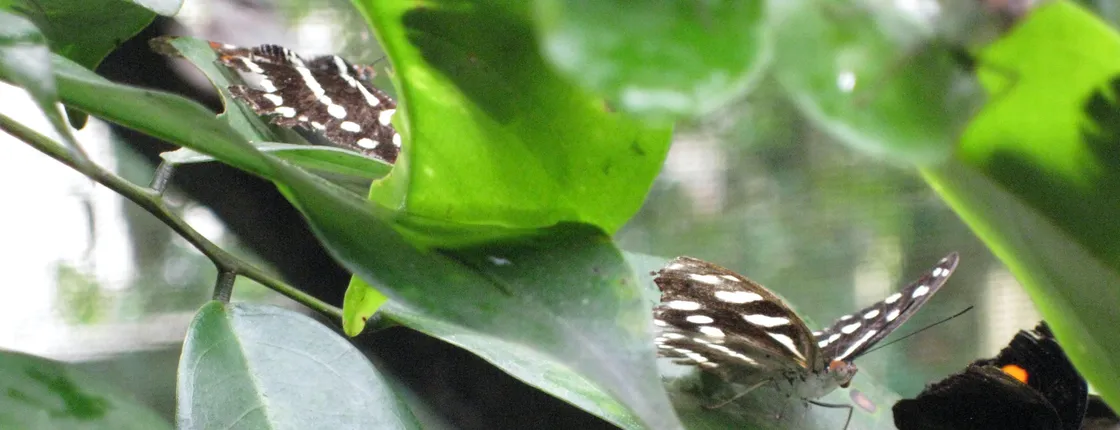 Para, Colakreek, butterfly garden plus more full-day guided tour