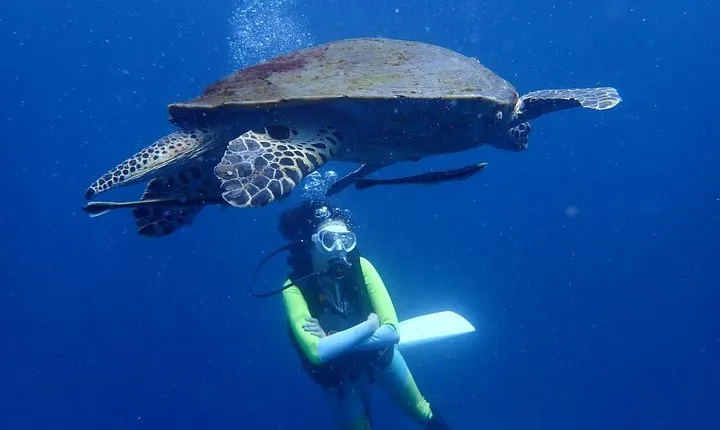 Koh Tao 2-Dive Day Trip from Koh Samui for certified divers