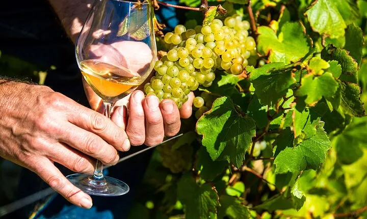 Provence Organic Wine Tasting Half Day Tour from Nice