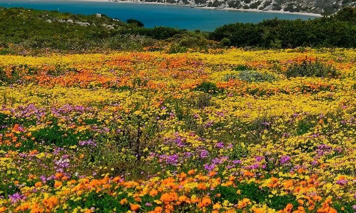 Cape West Coast Flower Tour