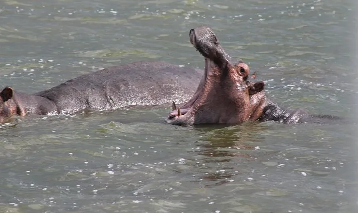 3-Day Rhino & Big 5 Unforgettable Safari Experience