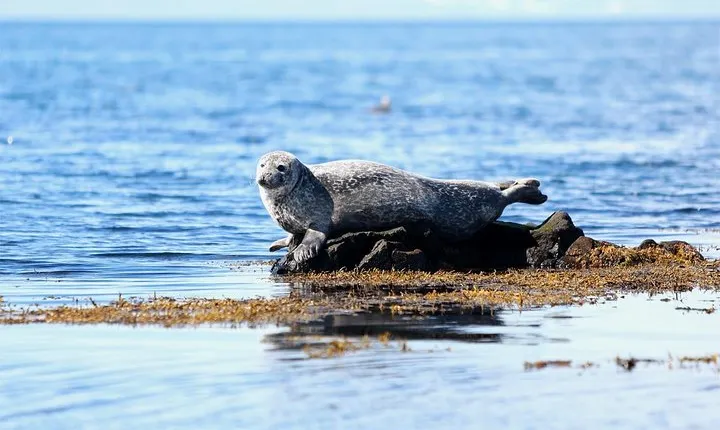From Reykjavik: Snaefellsness Peninsula small group day tour