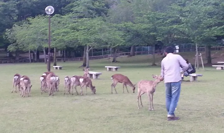 One-Day Walking Tour of Amazing 8th Century Capital Nara