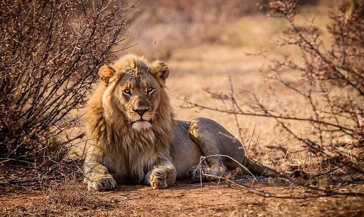 Aquila Game Reserve Safari with wine tasting, Transport & Lunch