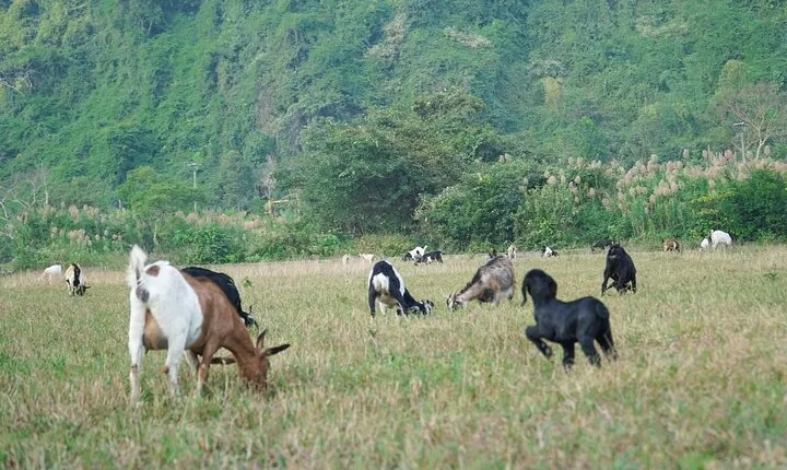 Unveil the Beauty 2D1N Cat Ba National Park& Lan Ha Bay Adventure