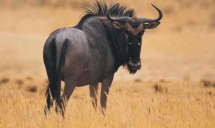 Full Day Hluhluwe Imfolozi Game Reserve From Durban