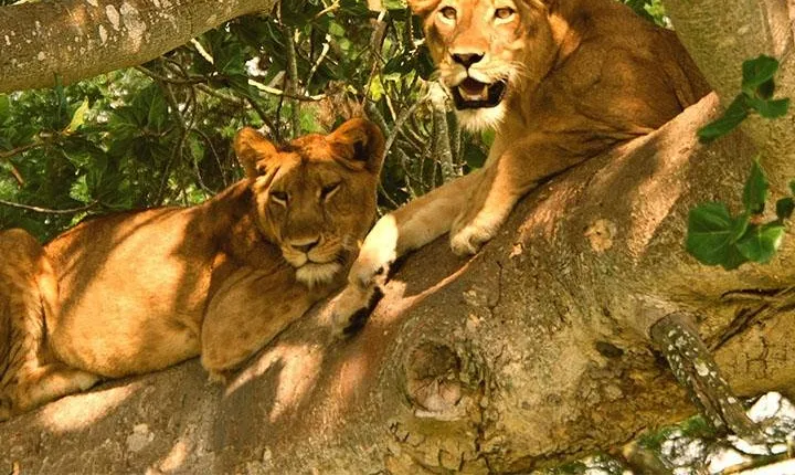 5 Days Bwindi gorilla trekking and Queen Elizabeth safari