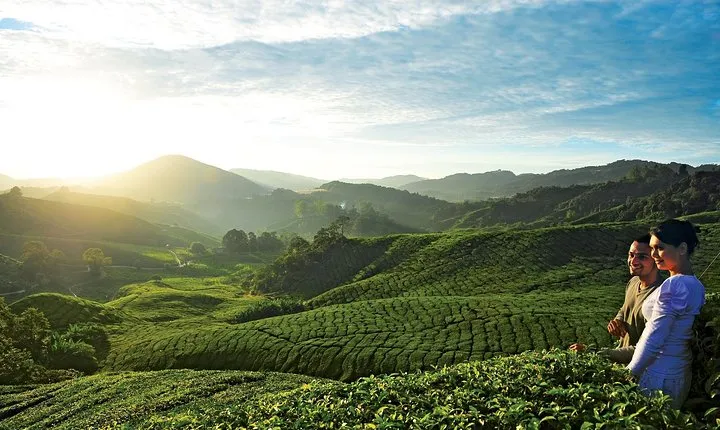 Private Nature Trip to Cameron Highlands from Kuala Lumpur