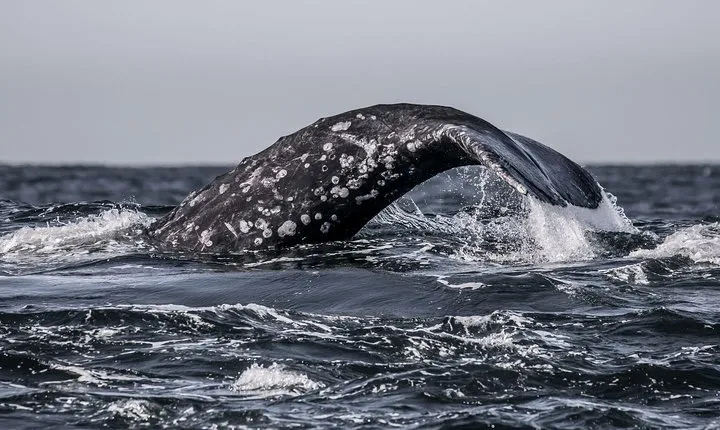 3-Hour Whale Watching Tour from Monterey