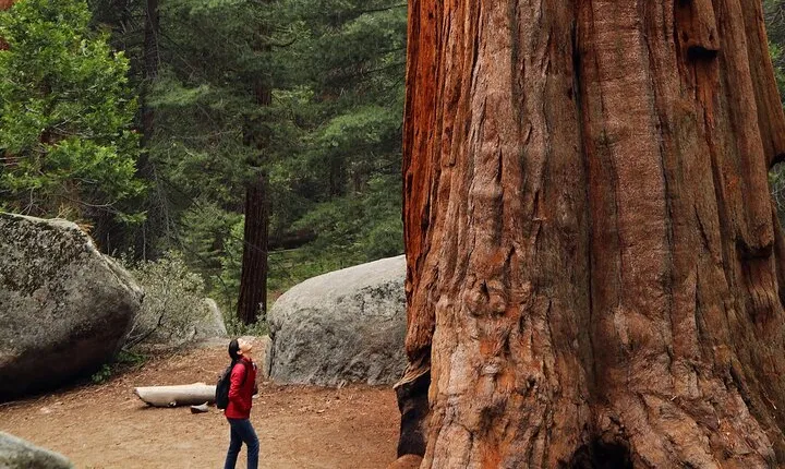 Giant Redwoods Tour Including a 5-Course Winery Lunch