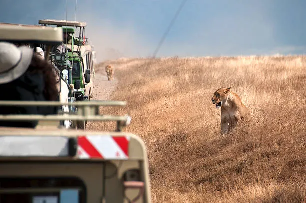 3 Days, 2 Nights Safari To Tarangire, Ngorongoro and Manyara