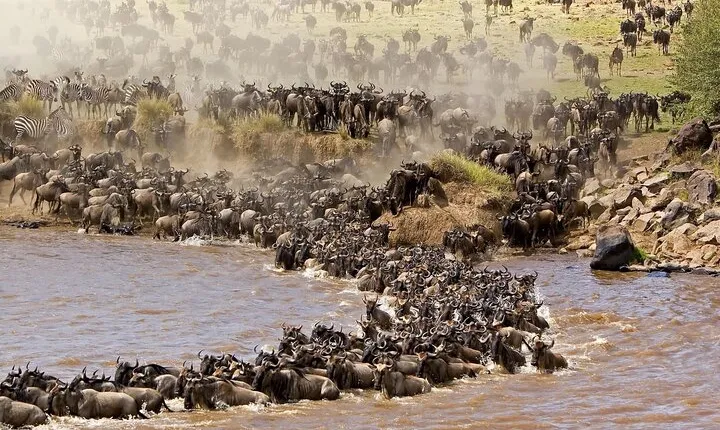 Arusha: 4 Day in Tarangire and Serengeti and Ngorongoro Crater