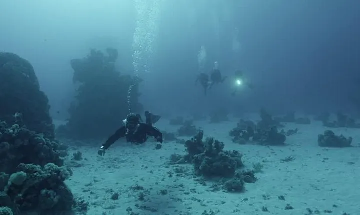 Red Sea Snorkeling