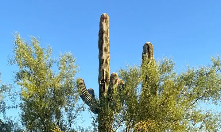 Desert Botanical Garden Sunset Nature Walk & Dinner. Phoenix 2.5h