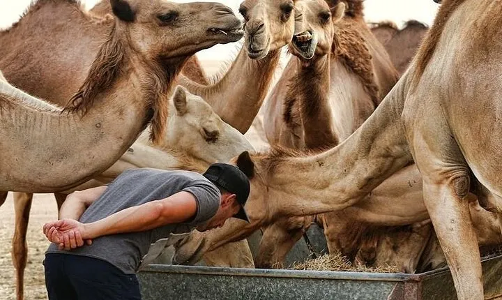 Adventure Liwa Full Day Desert Safari with Lunch From Abu Dhabi
