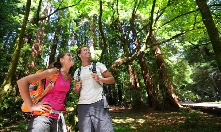 Redwood Retreat: Tour to Muir Woods from San Francisco