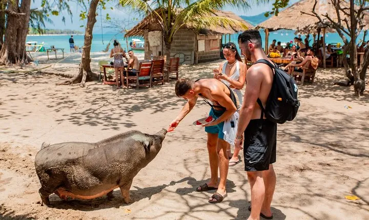 Pig Island Snorkeling & Sightseeing Tour By Speedboat From Koh Samui