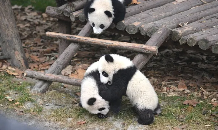 Private Chengdu Panda Tour with Hotel Pickup