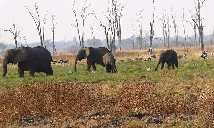 Full-Day Safari in Botswana from Zambia