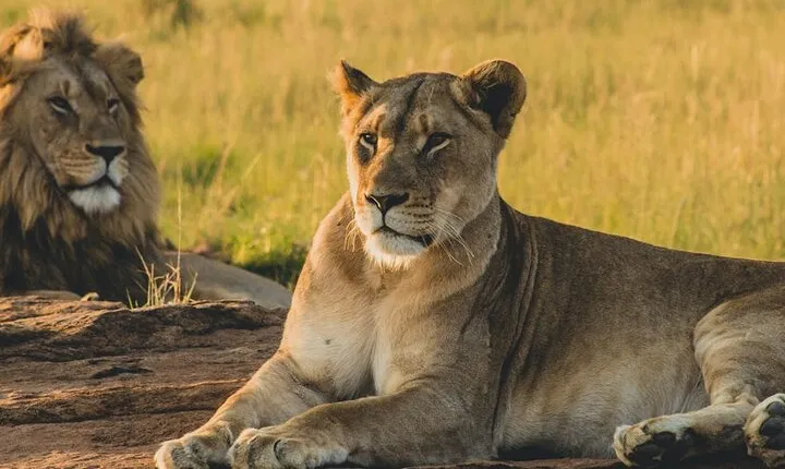 Nairobi National Park, Giraffe Centre & Kobe Beads Factory Trip
