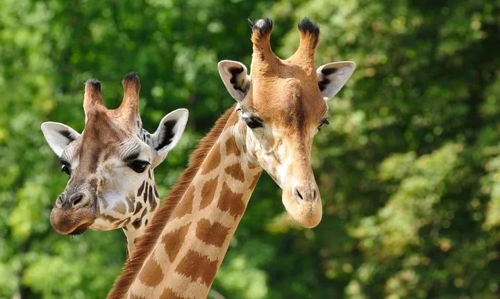 Day tour to Giraffe Center and Karen Blixen Museum