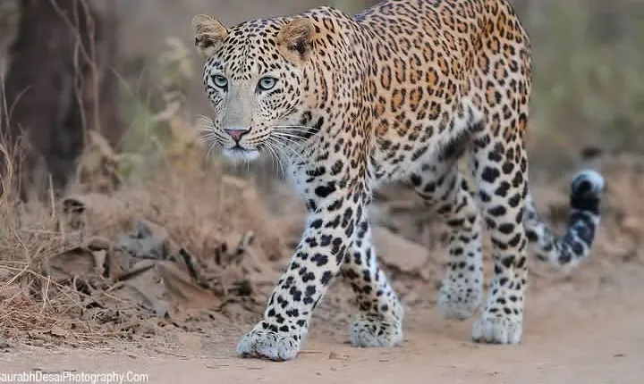 Rajasthan with Gujarat Tour