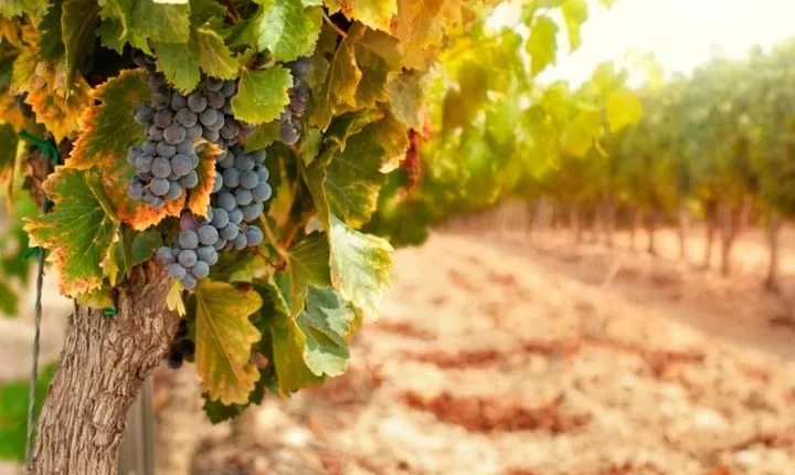 Chianti Half-Day Wine Tour in the Tuscan Hills Small Group from Lucca