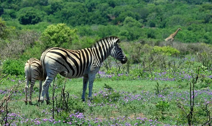 7 Days Kidepo and Sipi Safari Tour