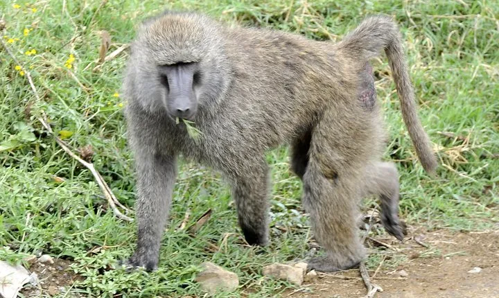 Day Trip To Lake Nakuru National Park