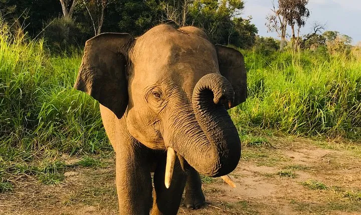 Hurulu Eco Park Half Day Safari