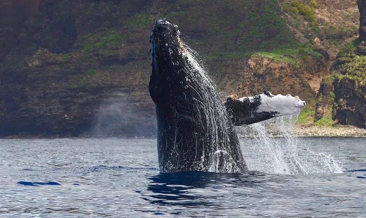 Private Whale Watch and Snorkel off Kaua'i