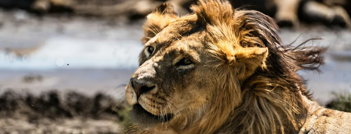 Mikumi National Park one-day safari with flights from Zanzibar