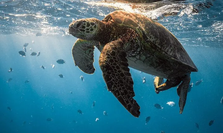 Abu Dabbab Wonder, Snorkeling with Beautiful Turtles - Hurghada