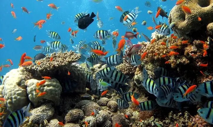 Semi-Submarine Sea Trip with Transfer - Sharm El Sheikh