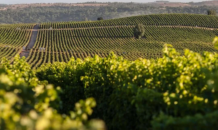 Full Day Concha y Toro & Santa Rita Vineyards from Santiago